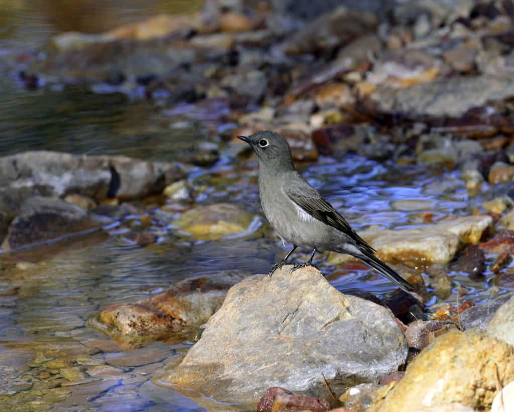 Townsend’s Solitaire
