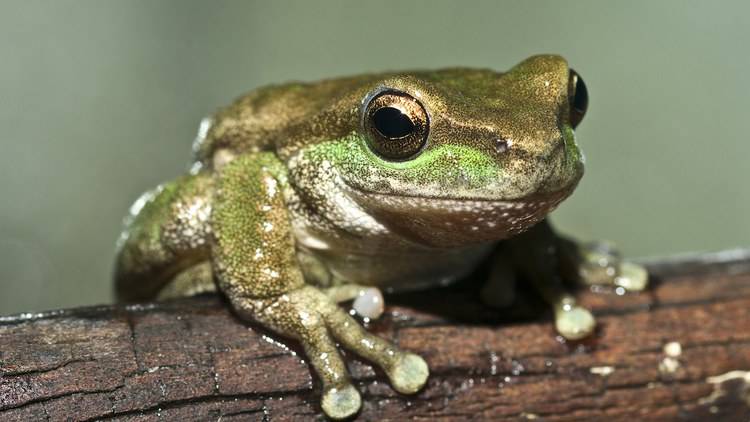 80 Critically Endangered Australian Frogs Released to the Wild After Surviving Disease and Bushfire Crises