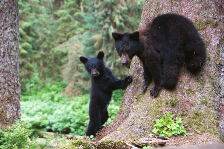 Trump administration ends ban on killing Alaska bear cubs, wolf pups