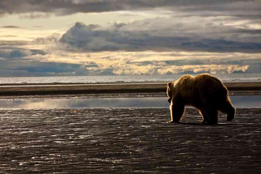 Trump Administration Finalizes Extreme Predator Hunting Rules in Alaska National Preserves