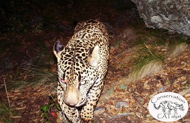 Trump’s border wall construction threatens survival of jaguars in the US