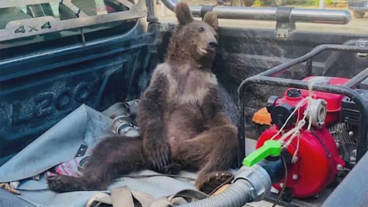 High on ‘mad honey’: intoxicated brown bear cub rescued in Turkey