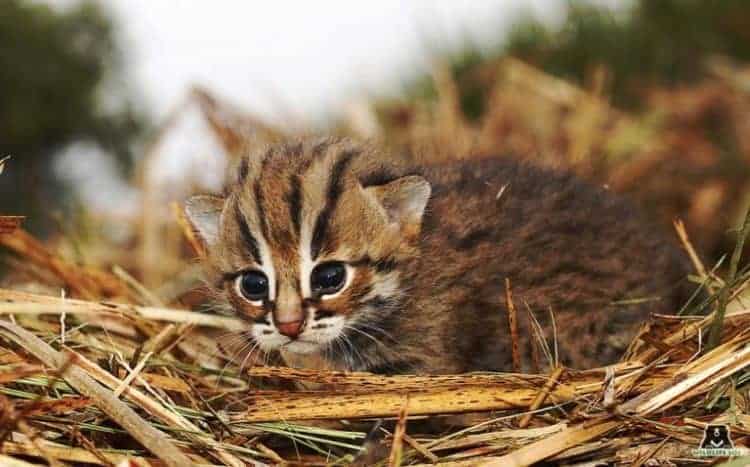 Turning the Spotlight on Asia’s Smallest Feline—the Elusive Rusty-Spotted Cat!