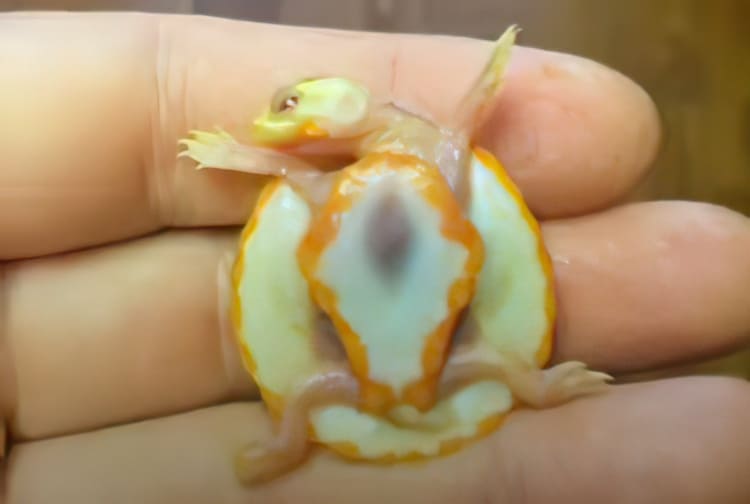 Hope, the Turtle Born with an Exposed Heart Beating Outside Her Body is Thriving Against All Odds [Video]