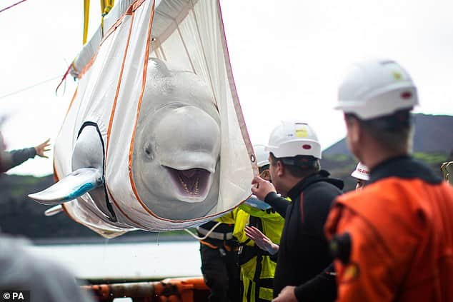 Two beluga whales are transported from captivity in China to a new ocean refuge 6,000 miles away thanks to British charity