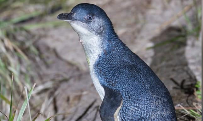 Two men charged with trying to steal penguin and eggs from Tasmanian breeding ground