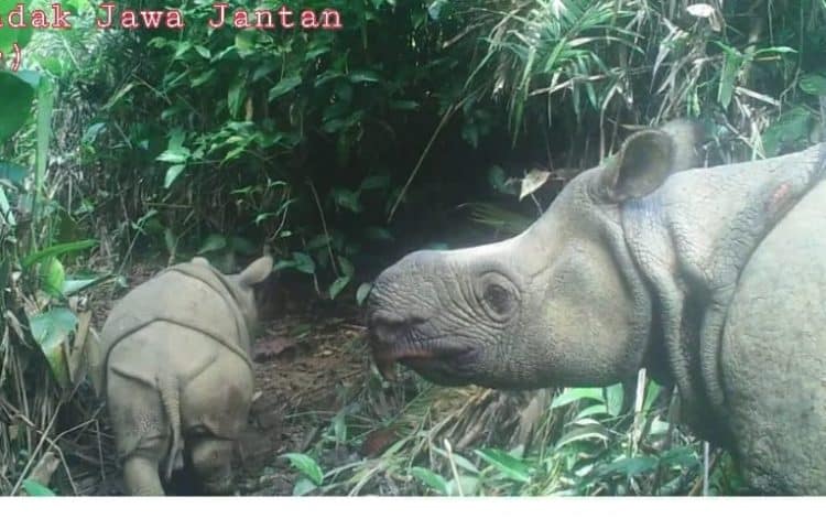 Two new Javan rhino calves are spotted in the species’ last holdout