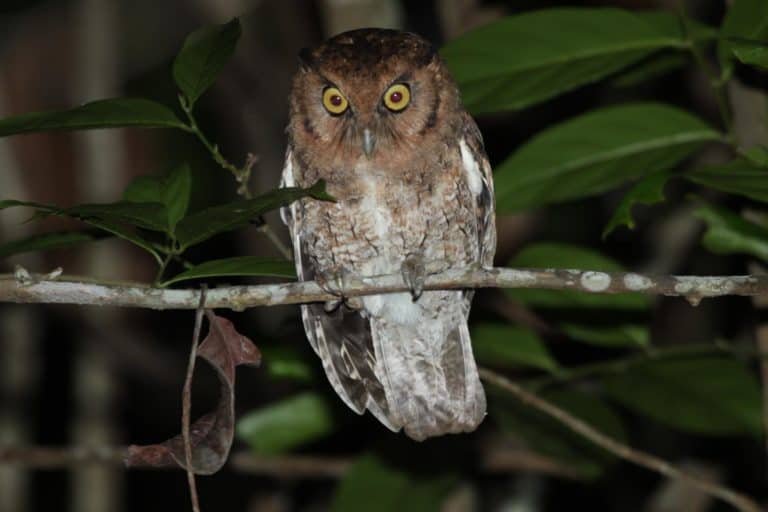 Two new species of endangered screech owls identified from Brazil