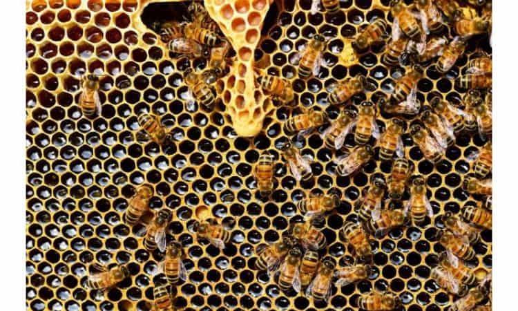 Two pesticides approved for use in US harmful to bees