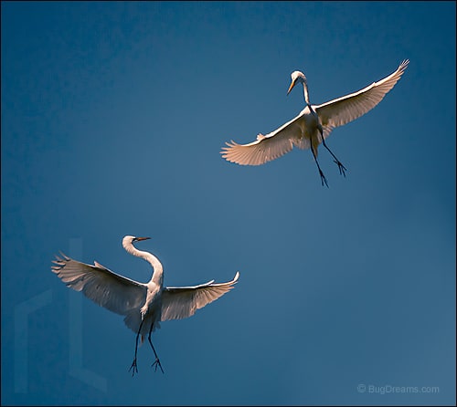 Two Stars – Great White Egret