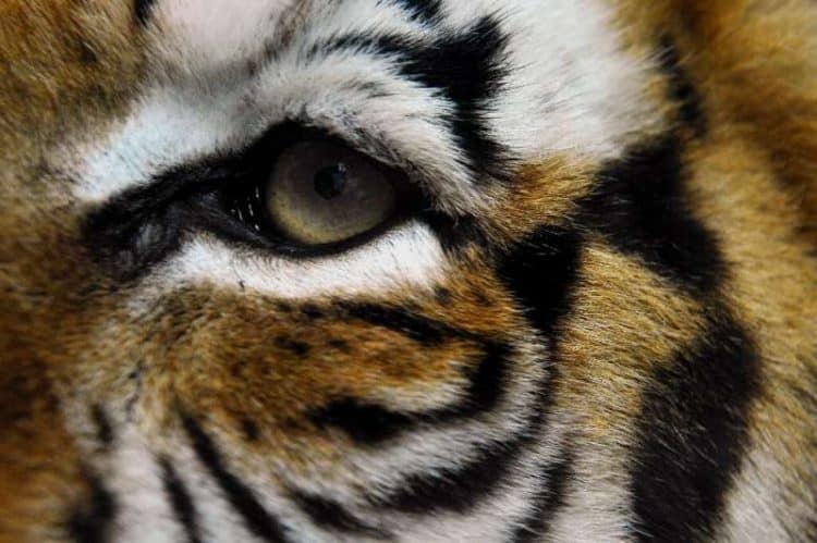 Two tigers gunned down in China's latest escaped-cat blunder
