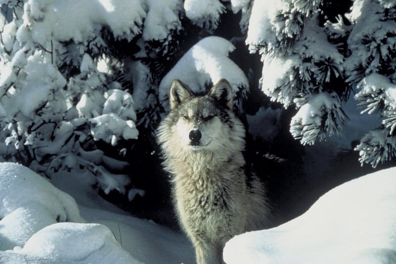 U.S. Fish and Wildlife Service Ignores Biden Executive Order to Review Trump Wolf Delisting