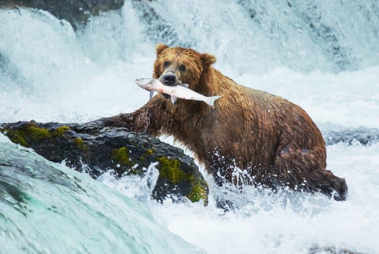 U.S. Fish and Wildlife Service Recommends Grizzly Bears Keep Protected Status
