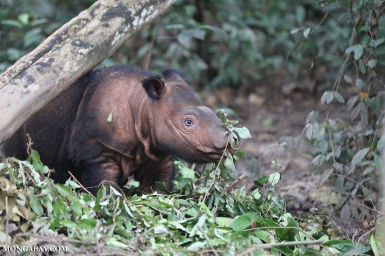 U.S. fund that supports Sumatran rhino research faces deep cuts under Trump