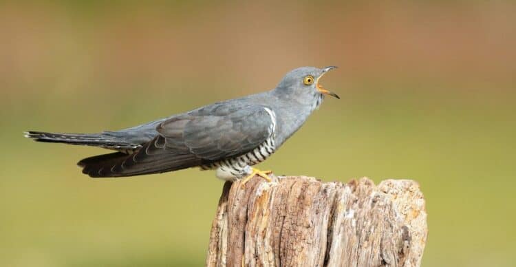 Cuckoos are on the Red List of British Birds, with their populations in steep decline in much of the country. Credit: Edwin Godinho/Shutterstock