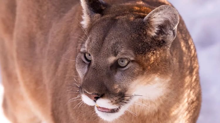 Mountain lion attacks are still rare, but are becoming more common as people encroach on their territory (Image credit: Getty)