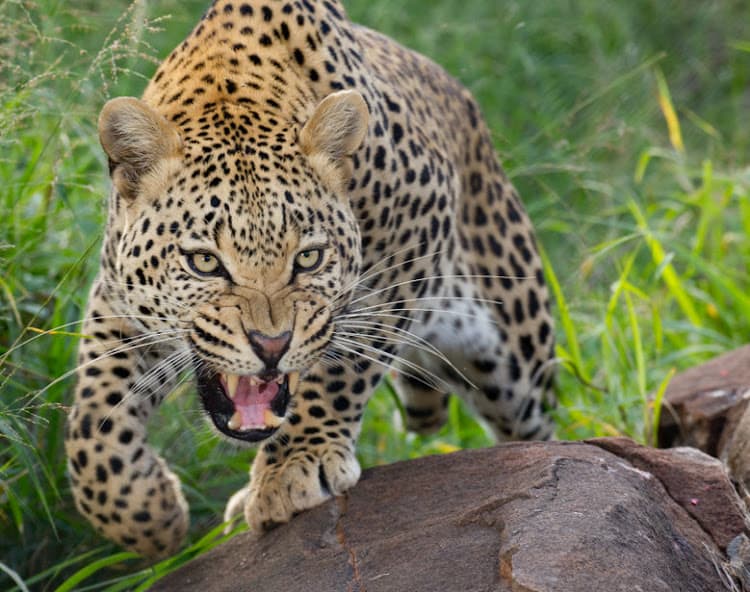 Trophy hunters will be allowed to kill 10 leopards in SA this year, says environment minister Barbara Creecy.