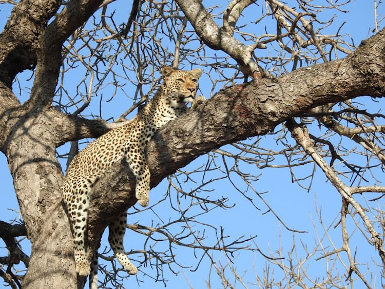 Kruger National Park rangers and other employees were filmed allegedly abusing a euthanised leopard. SANParks says their conduct was contrary to the ethos of the organisation whose primary goal is to act as the custodian of wildlife. File image. Image: Lesley Stones