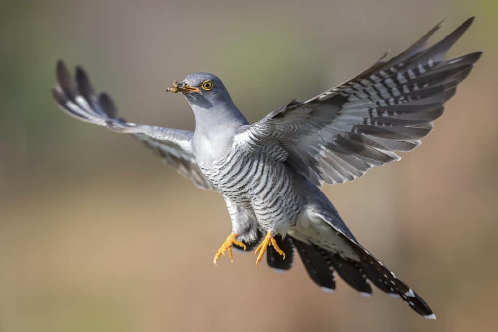 Flying Cuckoo