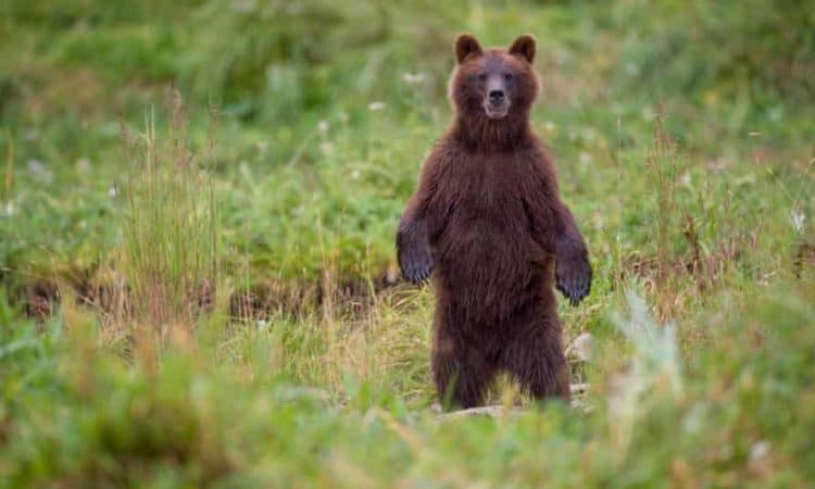 US government issues bear advice: friends don't let friends get eaten