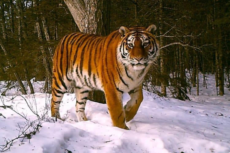 Vaccinations may be vital for saving Amur tigers from virus outbreaks (commentary)