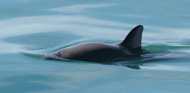 A vaquita porpoise. Sea Shepherd US / Facebook