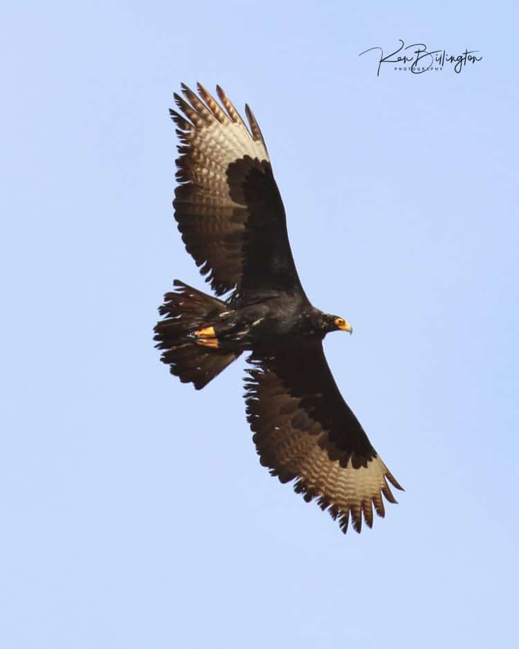 Verreaux’s Eagle (Aquila Verreauxii)