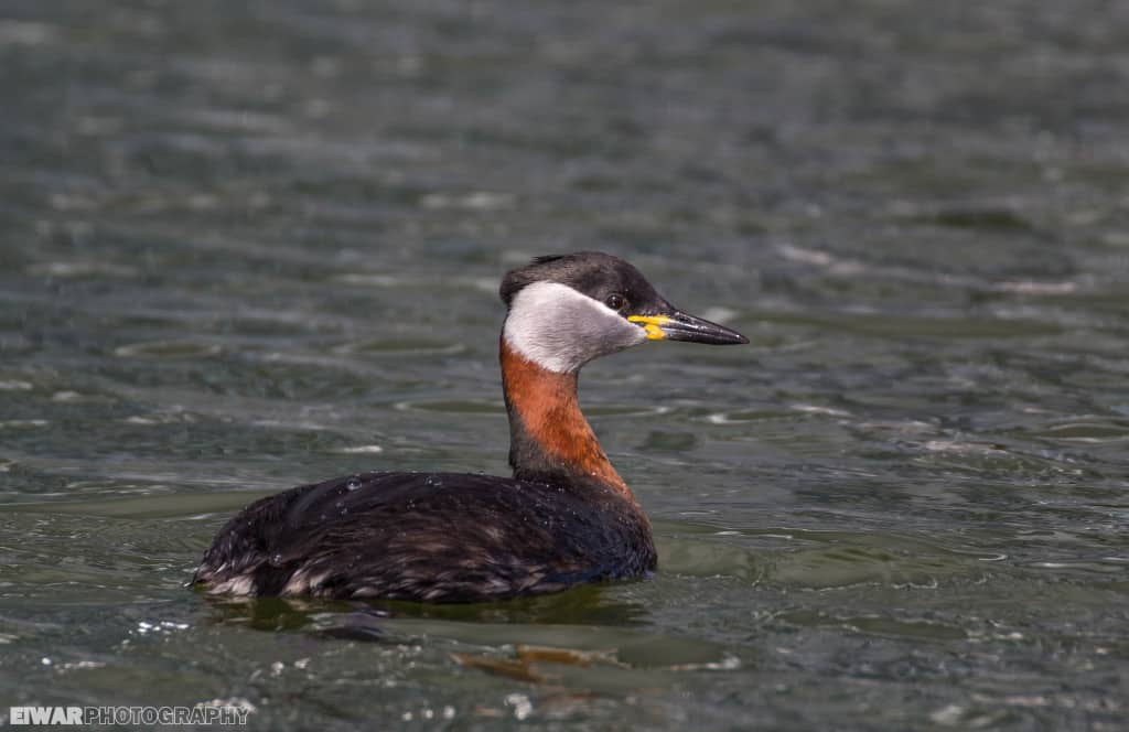 Red-necked Grebe