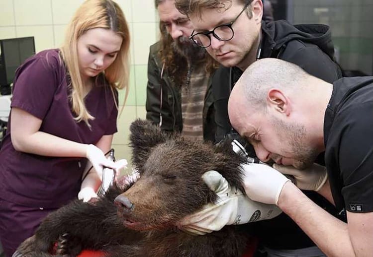 Veterinarians diagnose and treat an exhausted young male brown bear named Ada at the center, for Rehabilitation of Protected Animals in Przemysl, Poland, on Tuesday, Jan. 11, 2022. The bear was spotted Monday wobbling alone in the cold, snowy forest in southeastern Poland, with wolf tracks and blood spots nearby, while no sight of his mother. He remains in life-threating condition with neurological symptoms. Credit: Rehabilitation of Protected Animals via AP