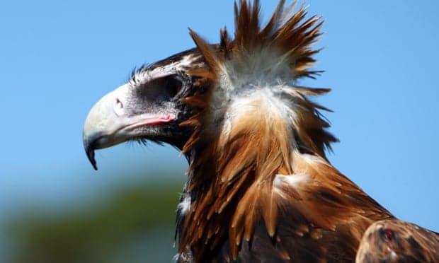 Victorian woman charged with animal cruelty after almost 130 wedge-tailed eagles found dead