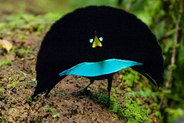 Video: New Bird of Paradise Species Has Smooth Dance Moves