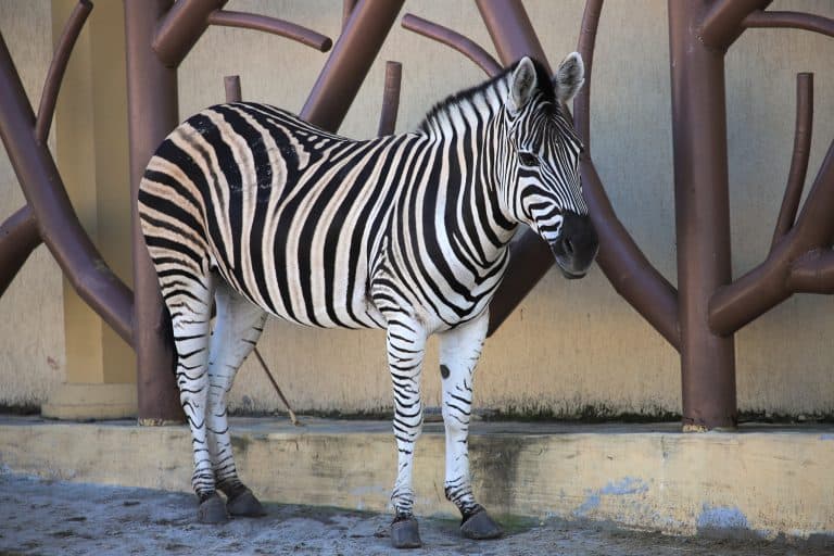 Video of Zebra Mistreatment Goes Viral
