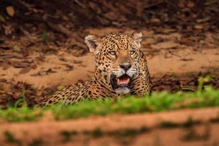 Video: Vets hail ‘victory’ as jaguar burned in Pantanal fires returns to wild
