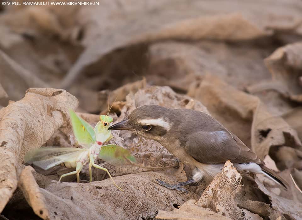 Common Woodshrike Predating a Praying Mantis