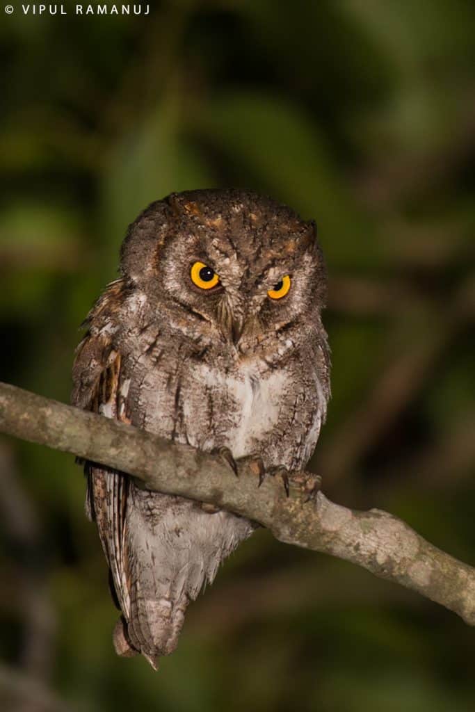 Oriental Scops Owl  –  Otus Sunia