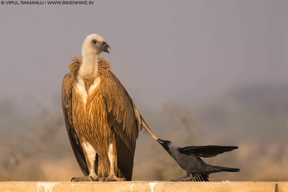 Griffon Vulture Mobbed by House Crow