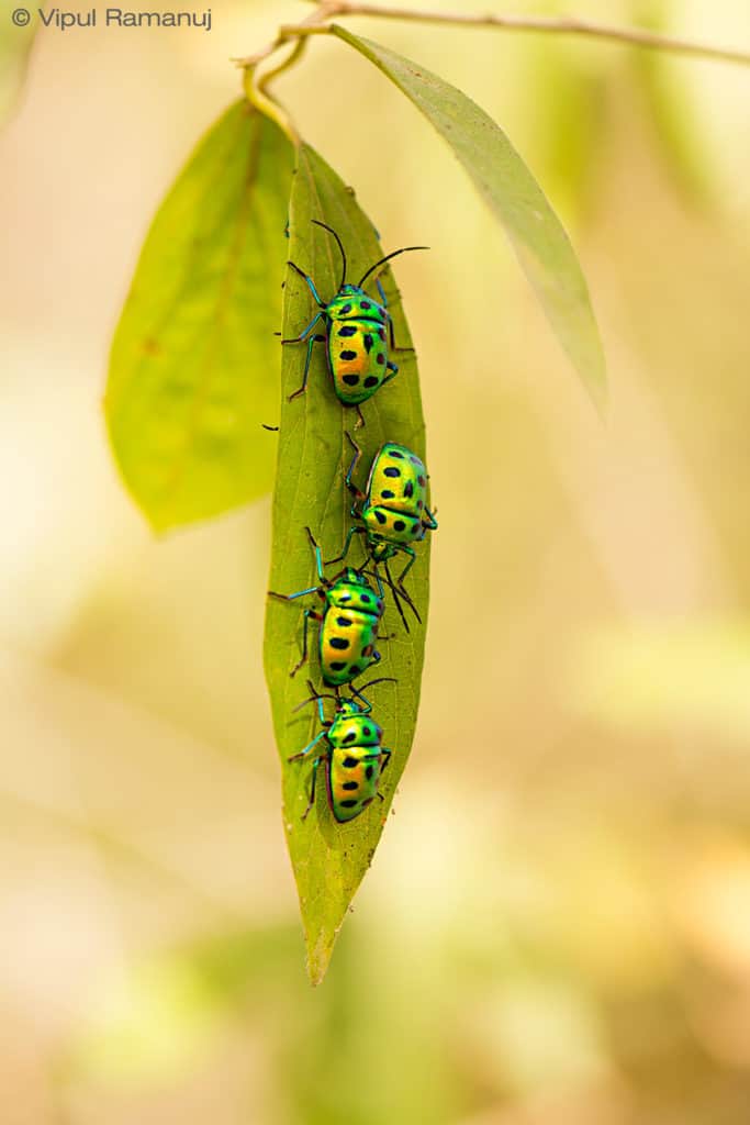 Jewel Bugs  –  Chrysocoris Stolli
