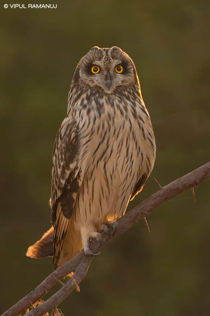 Short-eared Owl   –  Asio Flammeus