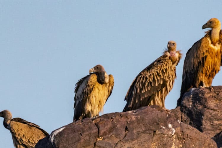 Different species of vultures congregated together. Image by Ad031259 via Wikimedia Commons (CC BY 4.0).