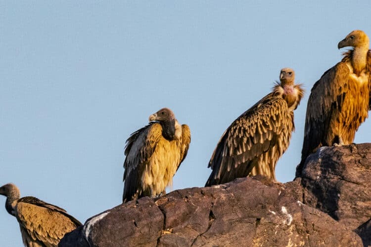 Conservation win for Bangladesh as efforts to halt vulture decline pay off