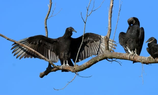 Vultures who came to stay bring year of acid vomit and toxic feces to small town