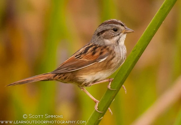 Swamp Sparrow Weirdness