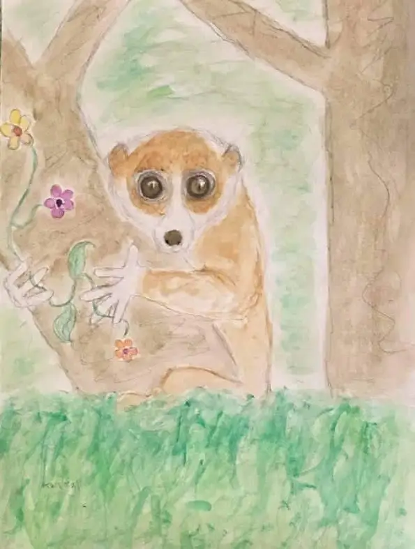 Slow Loris