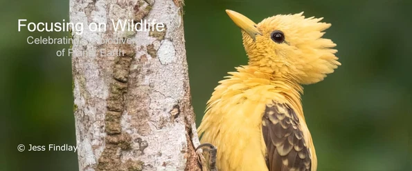 Cream-coloured Woodpecker by Jess Findlay