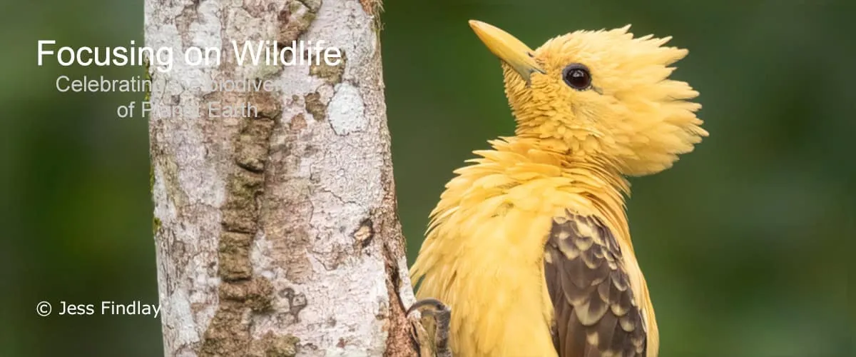 Cream-coloured Woodpecker by Jess Findlay