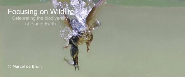 Diving Kingfisher by Marcel de Bruin