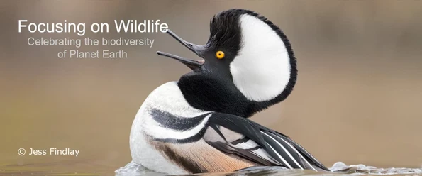 Hooded Merganser by Jess Findlay