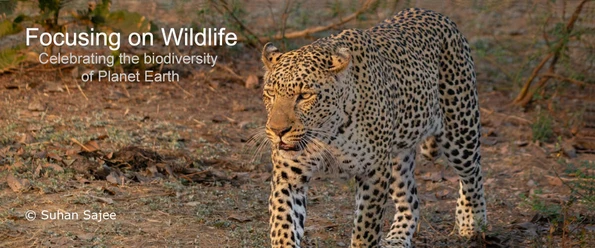 Lucy the Leopard of Great Wonders by Suhan Sajee