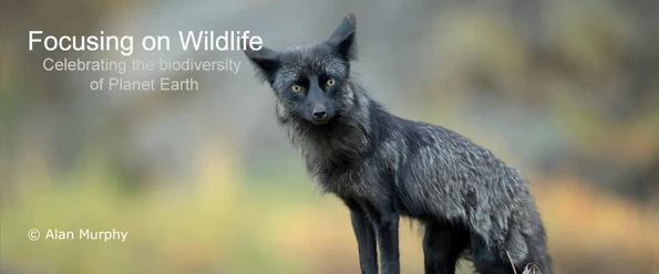 Silver Fox by Alan Murphy