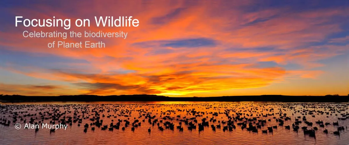 Snow Geese at Dawn - Bosque Del Apache National Wildlife Refuge by Alan Murphy